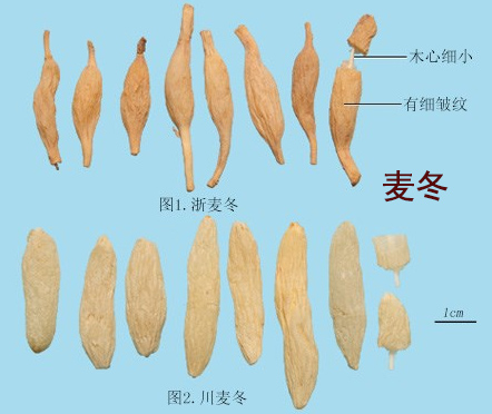 麦冬(图1)