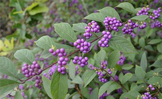 紫珠叶（止血草）(图1)