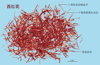 西红花（藏红花,番红花）(图1)