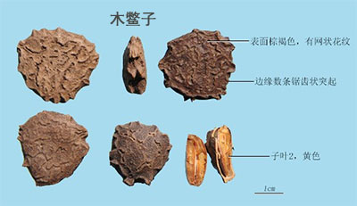 木鳖子(图1)