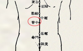脊中穴(图1)