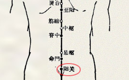 腰阳关穴(图1)